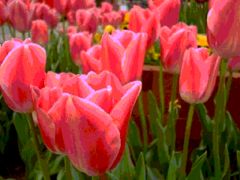 Immagine profilo di tulipanorosa61
